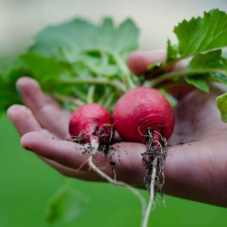 Radish