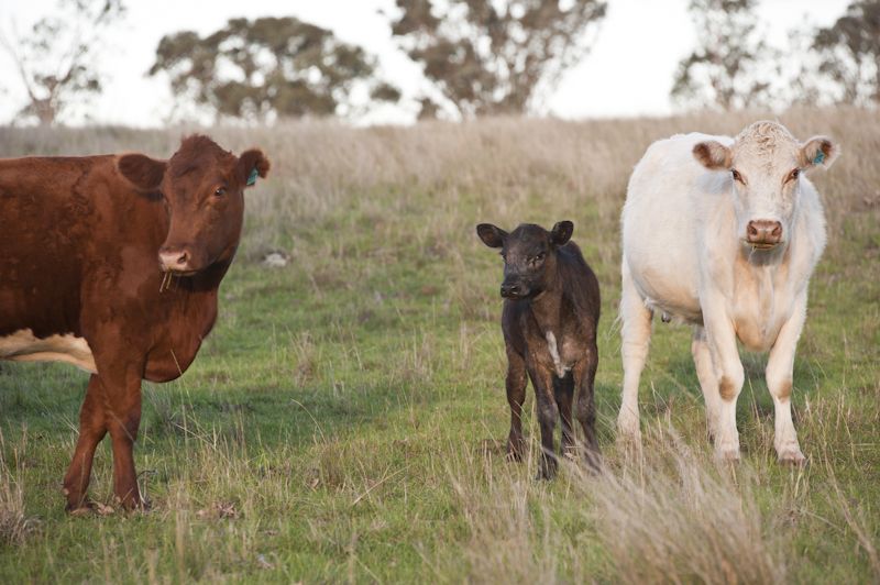 Grass Fed Meat