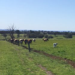 Why we Choose to Produce Grass Fed Products IMG_5626 cropped square