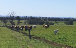 Why we Choose to Produce Grass Fed Products IMG_5626 cropped square