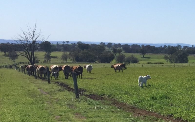 Why we Choose to Produce Grass Fed Products IMG_5626 cropped square
