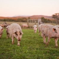 What Does Free Range Mean to You? Free Range Butcher-4445