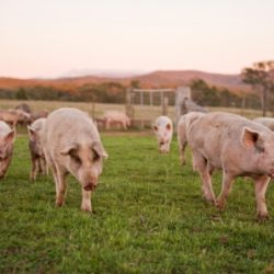 What Does Free Range Mean to You? Free Range Butcher-4445