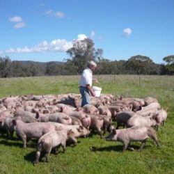 The Pigs Have Arrived at Blue Hills! Pete and the pigs
