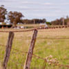 Winter Newsletter 2018 Free-Range-Butcher-4393