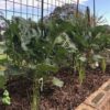 Herbs – The KinderGARDEN of Growing at Home Will Garden June 2018-3