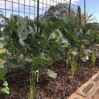 Herbs – The KinderGARDEN of Growing at Home Will Garden June 2018-3