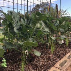 Herbs – The KinderGARDEN of Growing at Home Will Garden June 2018-3