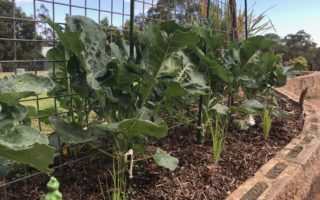 Herbs – The KinderGARDEN of Growing at Home Will Garden June 2018-3