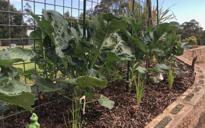 Herbs – The KinderGARDEN of Growing at Home Will Garden June 2018-3